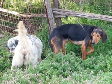 ILIA, Hund, Bracke-Teckel-Mic in Griechenland - Bild 3