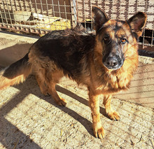 ROXANA, Hund, Mischlingshund in Kroatien - Bild 2