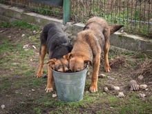 EVA, Hund, Mischlingshund in Rumänien - Bild 10