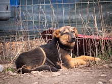 EVA, Hund, Mischlingshund in Rumänien - Bild 11