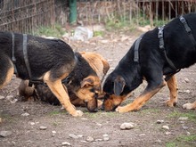 EVA, Hund, Mischlingshund in Rumänien - Bild 12