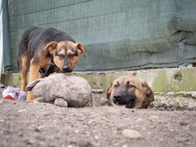 EVA, Hund, Mischlingshund in Rumänien - Bild 13