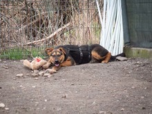 EVA, Hund, Mischlingshund in Rumänien - Bild 14