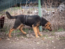 EVA, Hund, Mischlingshund in Rumänien - Bild 17