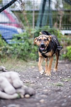 EVA, Hund, Mischlingshund in Rumänien - Bild 3