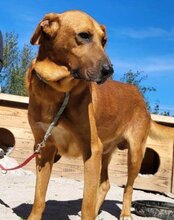 COOPER, Hund, Mischlingshund in Kroatien - Bild 1