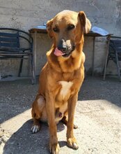 COOPER, Hund, Mischlingshund in Kroatien - Bild 10