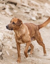 COOPER, Hund, Mischlingshund in Kroatien - Bild 12