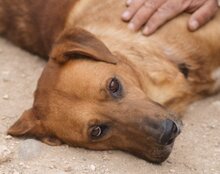 COOPER, Hund, Mischlingshund in Kroatien - Bild 13