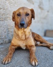 COOPER, Hund, Mischlingshund in Kroatien - Bild 14