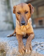 COOPER, Hund, Mischlingshund in Kroatien - Bild 16