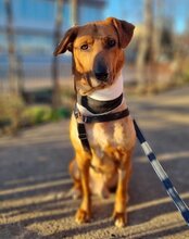 COOPER, Hund, Mischlingshund in Kroatien - Bild 17