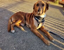 COOPER, Hund, Mischlingshund in Kroatien - Bild 19