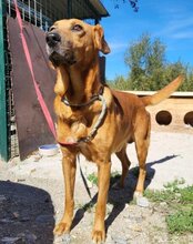 COOPER, Hund, Mischlingshund in Kroatien - Bild 2