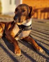 COOPER, Hund, Mischlingshund in Kroatien - Bild 20