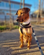 COOPER, Hund, Mischlingshund in Kroatien - Bild 23