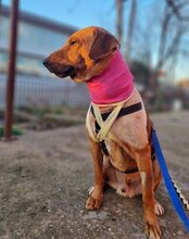 COOPER, Hund, Mischlingshund in Kroatien - Bild 26