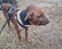 COOPER, Hund, Mischlingshund in Kroatien - Bild 27