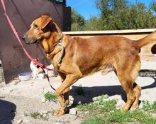 COOPER, Hund, Mischlingshund in Kroatien - Bild 4