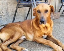 COOPER, Hund, Mischlingshund in Kroatien - Bild 7