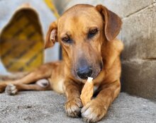 COOPER, Hund, Mischlingshund in Kroatien - Bild 9