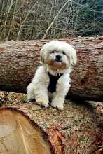 MARLON, Hund, Bichon à poil frisé-Havaneser-Mix in Steinhausen - Bild 1