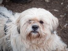 MARLON, Hund, Bichon à poil frisé-Havaneser-Mix in Steinhausen - Bild 11