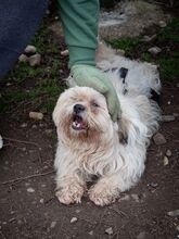 MARLON, Hund, Bichon à poil frisé-Havaneser-Mix in Steinhausen - Bild 12