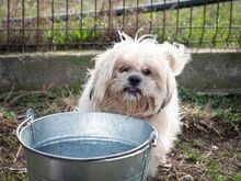 MARLON, Hund, Bichon à poil frisé-Havaneser-Mix in Steinhausen - Bild 13