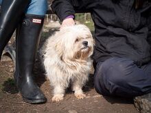 MARLON, Hund, Bichon à poil frisé-Havaneser-Mix in Steinhausen - Bild 14