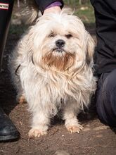 MARLON, Hund, Bichon à poil frisé-Havaneser-Mix in Steinhausen - Bild 15
