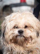 MARLON, Hund, Bichon à poil frisé-Havaneser-Mix in Steinhausen - Bild 16