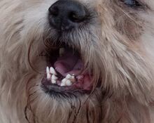 MARLON, Hund, Bichon à poil frisé-Havaneser-Mix in Steinhausen - Bild 17