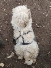 MARLON, Hund, Bichon à poil frisé-Havaneser-Mix in Steinhausen - Bild 18