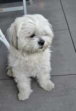 MARLON, Hund, Bichon à poil frisé-Havaneser-Mix in Steinhausen - Bild 2