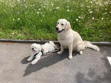 MARLON, Hund, Bichon à poil frisé-Havaneser-Mix in Steinhausen - Bild 3