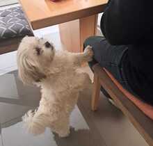MARLON, Hund, Bichon à poil frisé-Havaneser-Mix in Steinhausen - Bild 4