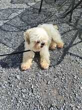MARLON, Hund, Bichon à poil frisé-Havaneser-Mix in Steinhausen - Bild 5