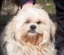 MARLON, Hund, Bichon à poil frisé-Havaneser-Mix in Steinhausen - Bild 6