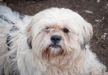 MARLON, Hund, Bichon à poil frisé-Havaneser-Mix in Steinhausen - Bild 7