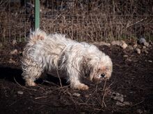 MARLON, Hund, Bichon à poil frisé-Havaneser-Mix in Steinhausen - Bild 8