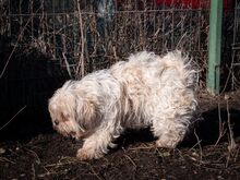 MARLON, Hund, Bichon à poil frisé-Havaneser-Mix in Steinhausen - Bild 9
