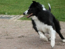 COOK, Hund, Border Collie in Hamburg - Bild 2