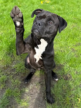 MAJOR, Hund, American Staffordshire Terrier-Mix in Hamburg - Bild 2