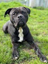 MAJOR, Hund, American Staffordshire Terrier-Mix in Hamburg - Bild 3