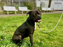 MAJOR, Hund, American Staffordshire Terrier-Mix in Hamburg - Bild 4