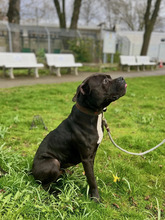 MAJOR, Hund, American Staffordshire Terrier-Mix in Hamburg - Bild 5