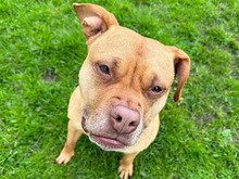 LADY, Hund, American Staffordshire Terrier-Mix in Hamburg - Bild 2