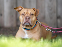 LADY, Hund, American Staffordshire Terrier-Mix in Hamburg - Bild 3