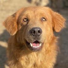 PAULE, Hund, Mischlingshund in Griechenland
